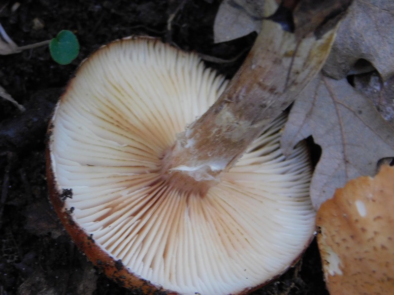 13 Fotogr.il 18.12.2021 sotto Leccio